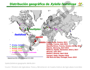 Xylella fastidiosa gepgraphic distribution