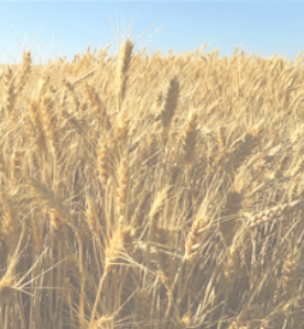 Proyectos | Agricultura