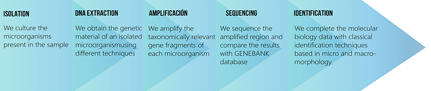 identification process