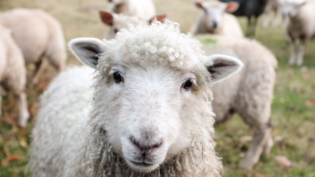 MÁS SOBRE LA GRANJA: GANADO Y ANIMALES DE COMPAÑÍA - Biomar :: Microbial  Technologies