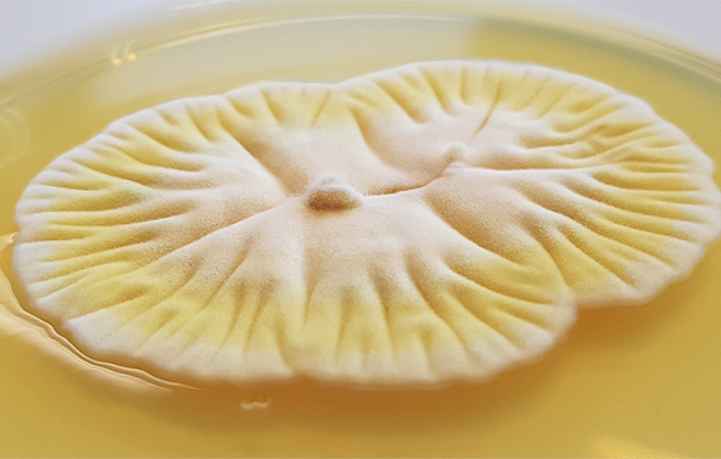 Photo credit: Biomar Microbial Technologies