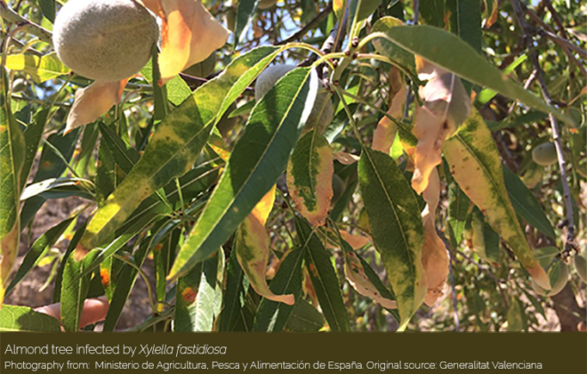 Almond tree infected by Xylella fastidiosa